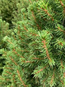 Picea Albertina Conica 10lt 80-100cm - image 2