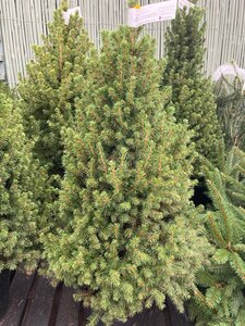 Picea Albertina Conica 10lt  80-100cm