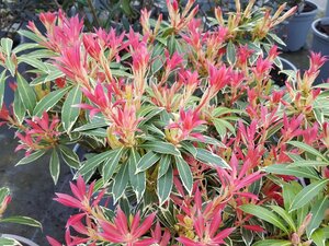 Pieris Flaming Silver