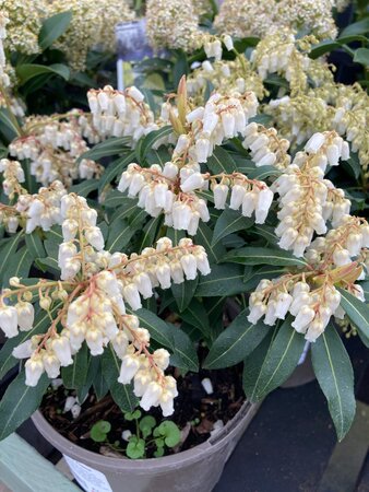Pieris Forest Flame - image 2