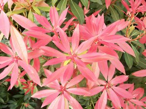 Pieris Forest Flame