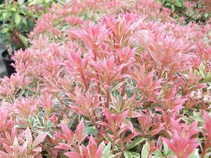 Pieris Little Heath