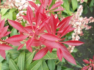 Pieris Mountain Fire