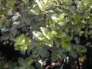 Pittosporum Margret Turnbull