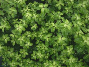 Pittosporum ten. Gold Star