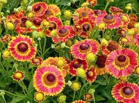 Plants for Clay Soils