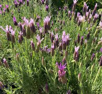 Plants for Fragrance