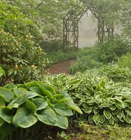 Plants for Shade