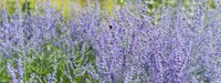 Drought Tolerant Plants