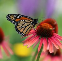 Plants to Attract Wildlife