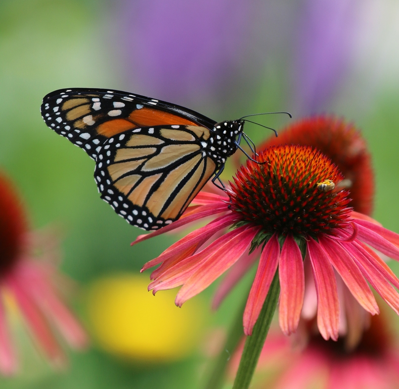 Plants to Attract Wildlife Thompsons Plants & Garden Centres