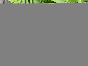 Polystichum aculeatum - image 1