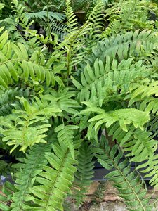 Polystichum munitum