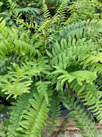 Polystichum munitum - image 1