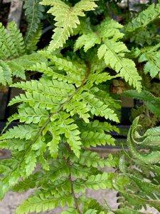Polystichum polyblepharum