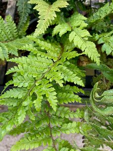 Polystichum polyblepharum