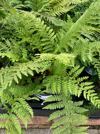 Polystichum setiferum - image 1