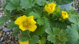 Potentilla frag. Megalantha