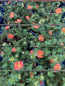 Potentilla frut. Red Robin - image 2