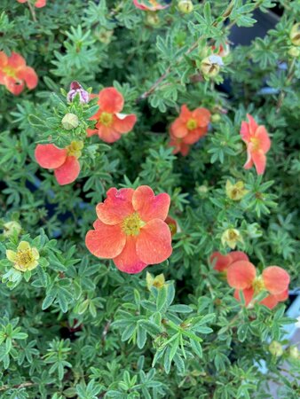 Potentilla frut. Red Robin - image 1