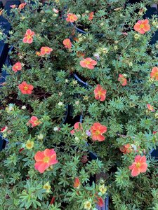 Potentilla frut. Red Robin - image 2