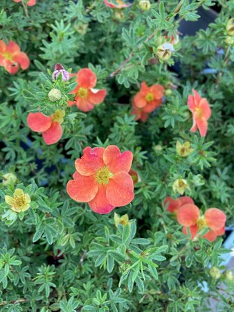 Potentilla frut. Red Robin - image 1