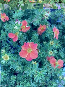 Potentilla frut. Red Robin