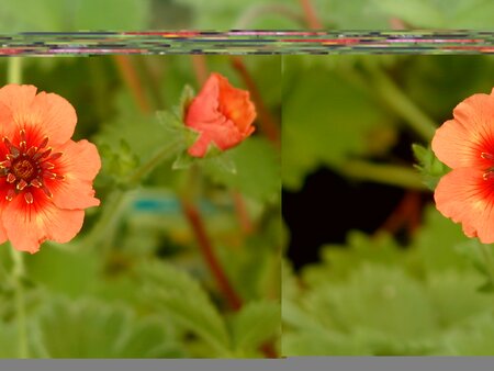 Potentilla nep. Miss Willmott