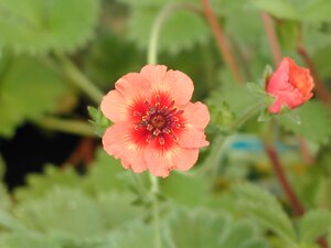 Potentilla nep. Miss Willmott