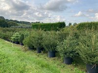 Potted Christmas Trees