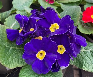 Primrose Blue Shades
