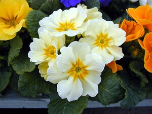 Primrose Cream