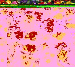 Primrose Mixed Colours 9cm