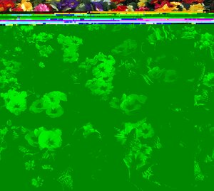 Primrose Mixed Colours 9cm