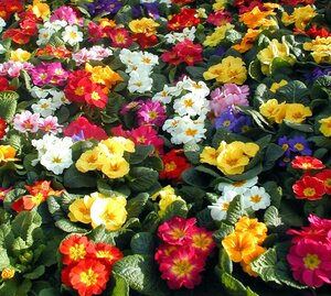 Primrose Mixed Colours 9cm