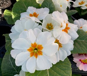 Primrose Mixed Colours 9cm - image 4