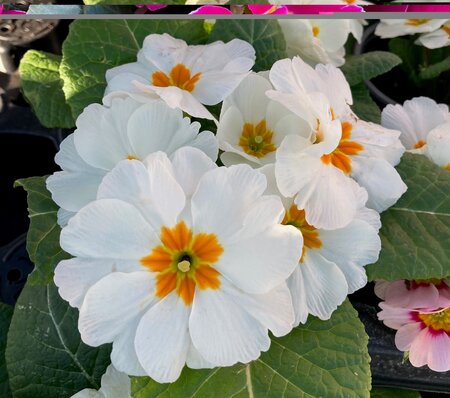 Primrose Mixed Colours 9cm - image 4