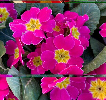 Primrose Mixed Colours 9cm - image 3