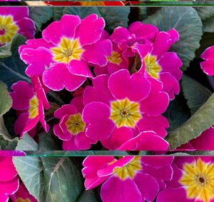 Primrose Mixed Colours 9cm - image 3