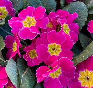 Primrose Mixed Colours 9cm - image 3
