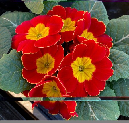 Primrose Mixed Colours 9cm - image 2