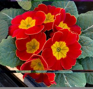 Primrose Mixed Colours 9cm - image 2