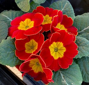 Primrose Mixed Colours 9cm - image 2