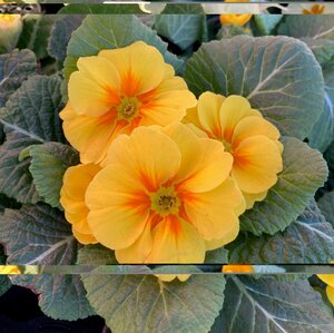 Primrose Mixed Colours 9cm - image 5