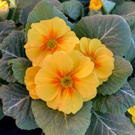 Primrose Mixed Colours 9cm - image 5