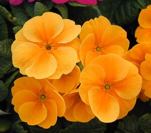 Primrose Orange