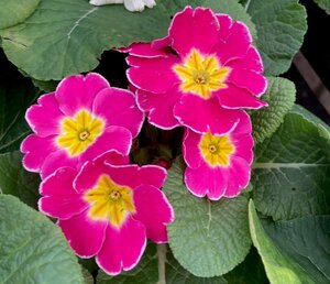Primrose Pink Shades