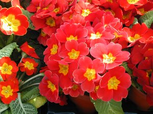 Primrose Red