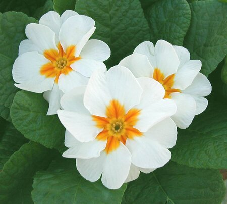Primrose White