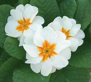 Primrose White
